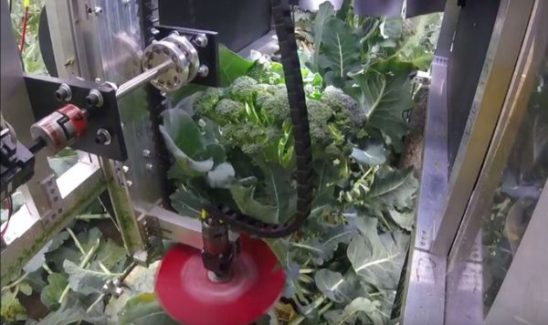 Inside a robot harvesting broccoli