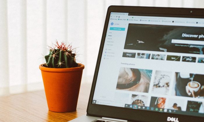 Laptop next to succulent