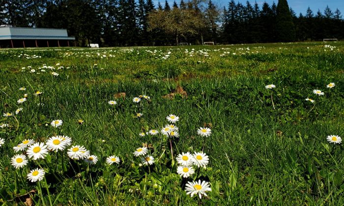 Field of daisies