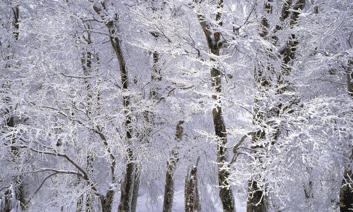 Trees in winter