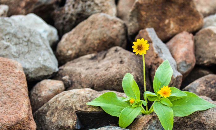 Plant growing between rocks